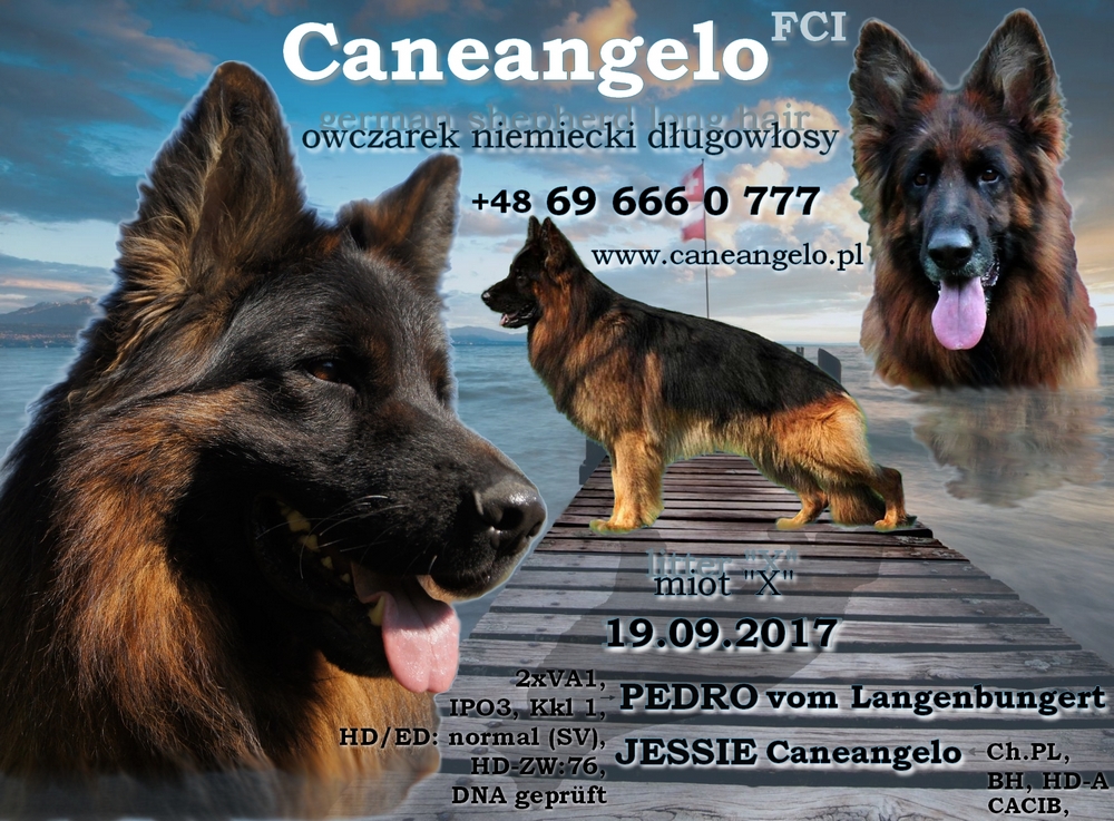 miot x owczarki niemieckie długowłose pedro vom langenbungert